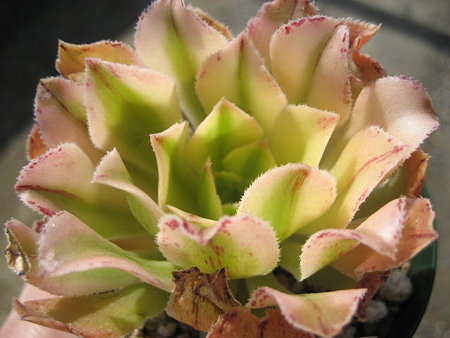 http://succulentsphoto.yu-yake.com/Aeonium/18538980_v1293606607.jpg