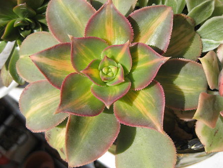 http://succulentsphoto.yu-yake.com/Aeonium/18565457_v1293336602.jpg