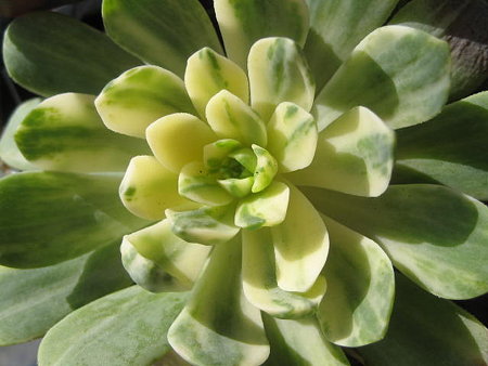 http://succulentsphoto.yu-yake.com/Aeonium/18597536_v1291970406.jpg