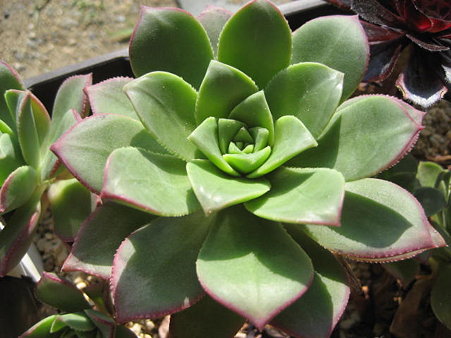 http://succulentsphoto.yu-yake.com/Aeonium/22036551_v1293300615.jpg