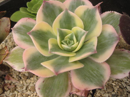 http://succulentsphoto.yu-yake.com/Aeonium/22786124_v1292901003.jpg