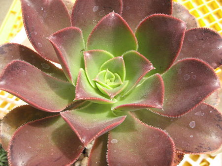 http://succulentsphoto.yu-yake.com/Aeonium/23904812_v1292537399.jpg