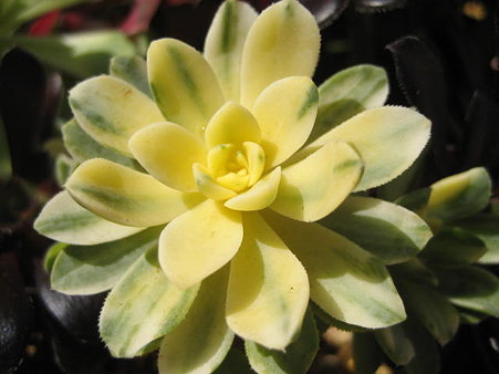 http://succulentsphoto.yu-yake.com/Aeonium/31121368_v1292148613.jpg