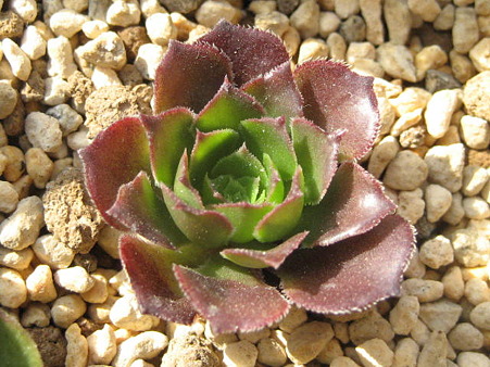 http://succulentsphoto.yu-yake.com/Aeonium/CopperKettle.jpg