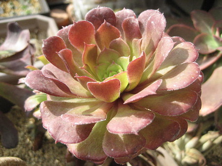 http://succulentsphoto.yu-yake.com/Aeonium/Pygmeae.jpg