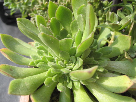 http://succulentsphoto.yu-yake.com/Aeonium/aizoon.jpg