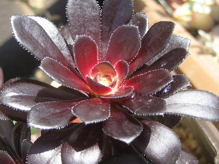 http://succulentsphoto.yu-yake.com/Aeonium/kurobousi.jpg
