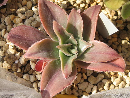 http://succulentsphoto.yu-yake.com/Aeonium/leucoblepharum.jpg