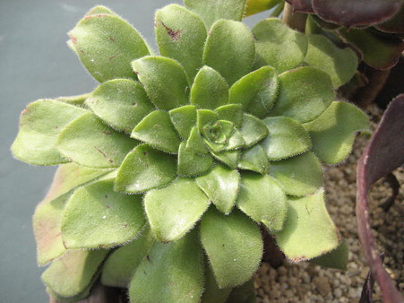 http://succulentsphoto.yu-yake.com/Aeonium/pseudotabuliformecristata.jpg