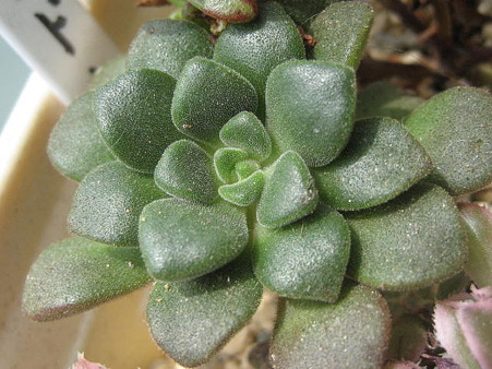 http://succulentsphoto.yu-yake.com/Aeonium/rindore.jpg