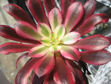 http://succulentsphoto.yu-yake.com/Aeonium/sansimonnbaioretto.jpg