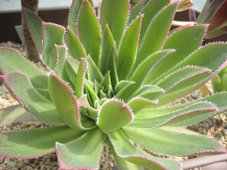 http://succulentsphoto.yu-yake.com/Aeonium/simsii.jpg