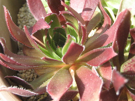 http://succulentsphoto.yu-yake.com/Aeonium/simsiiZwartkop.jpg