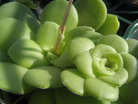 http://succulentsphoto.yu-yake.com/Crassula/19435813_v1289751162.jpg