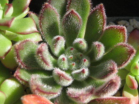 http://succulentsphoto.yu-yake.com/Echeveria/koukien.jpg