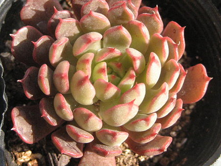 http://succulentsphoto.yu-yake.com/Echeveria/minigettou.jpg