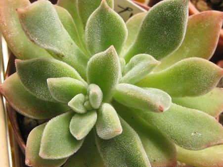 http://succulentsphoto.yu-yake.com/Echeveria/purebikarun.jpg