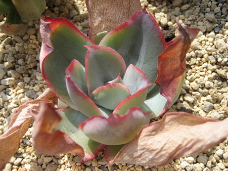 http://succulentsphoto.yu-yake.com/Echeveria/saburigida.jpg