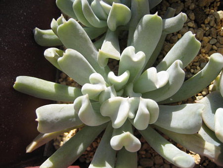 http://succulentsphoto.yu-yake.com/Echeveria/toppusi-turubi-.jpg