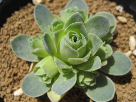 http://succulentsphoto.yu-yake.com/Greenovia/18598259_v1292685010.jpg