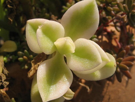 http://succulentsphoto.yu-yake.com/Others/Aptenia/18598289_v1295264115.jpg
