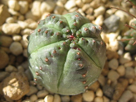 http://succulentsphoto.yu-yake.com/Others/Euphorbia/30148827_v1293926999.jpg