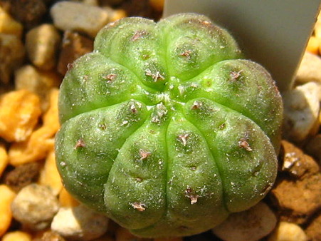http://succulentsphoto.yu-yake.com/Others/Euphorbia/42324578_v1294112400.jpg
