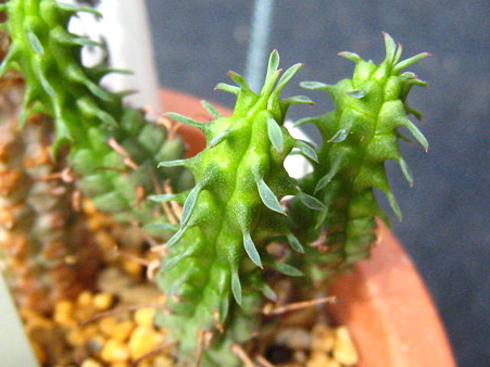 http://succulentsphoto.yu-yake.com/Others/Euphorbia/49800555_v1294094398.jpg