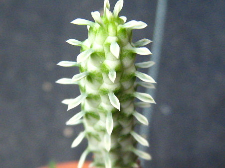 http://succulentsphoto.yu-yake.com/Others/Euphorbia/49800596_v1293093608.jpg