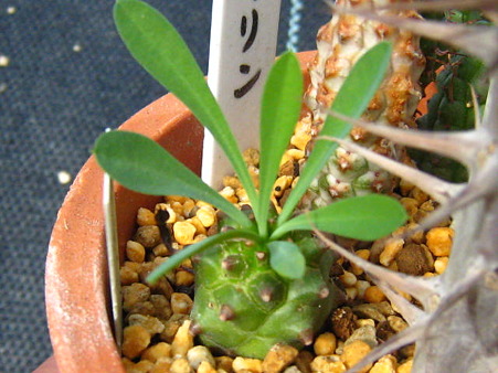 http://succulentsphoto.yu-yake.com/Others/Euphorbia/49800633_v1294094398.jpg