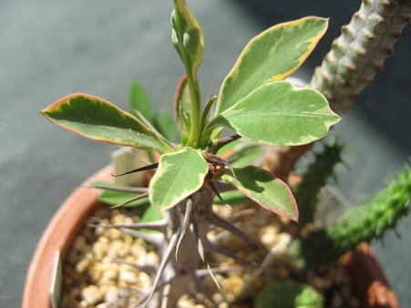 http://succulentsphoto.yu-yake.com/Others/Euphorbia/57137059_v1294027809.jpg