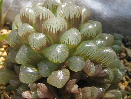 http://succulentsphoto.yu-yake.com/Others/Haworthia/18641411_v1286448155.jpg