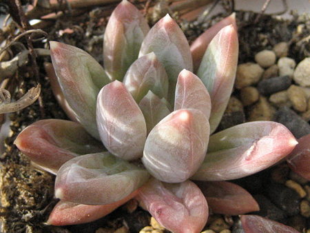 http://succulentsphoto.yu-yake.com/Pachyphytum/18640132_v1289022144.jpg