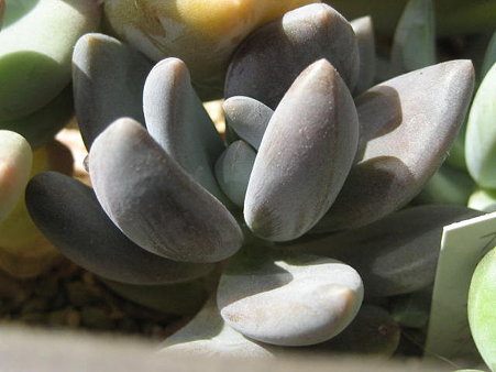 http://succulentsphoto.yu-yake.com/Pachyphytum/21989416_v1293559813.jpg