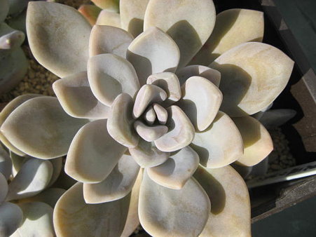 http://succulentsphoto.yu-yake.com/Pachyphytum/33525330_v1293099008.jpg