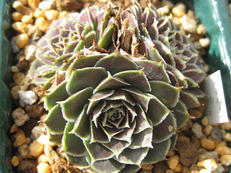 http://succulentsphoto.yu-yake.com/Semps/Jovh/Benjamin.jpg