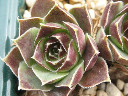 http://succulentsphoto.yu-yake.com/Semps/Jovh/Cameo.jpg