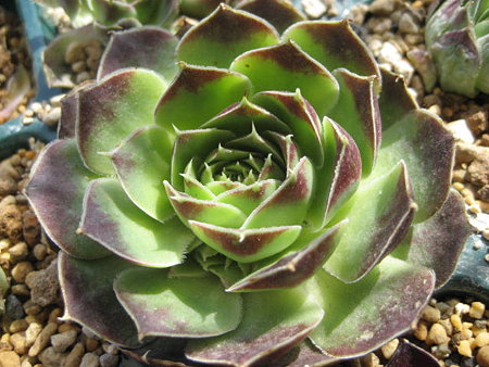 http://succulentsphoto.yu-yake.com/Semps/Jovh/MaryAnn.jpg