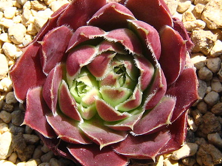 http://succulentsphoto.yu-yake.com/Semps/Jovh/PinkSkies.jpg