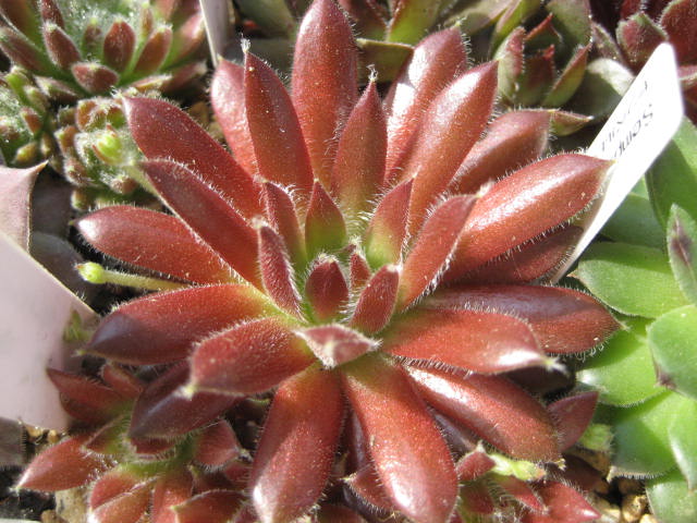 http://succulentsphoto.yu-yake.com/Semps/SempsA/Aross.jpg