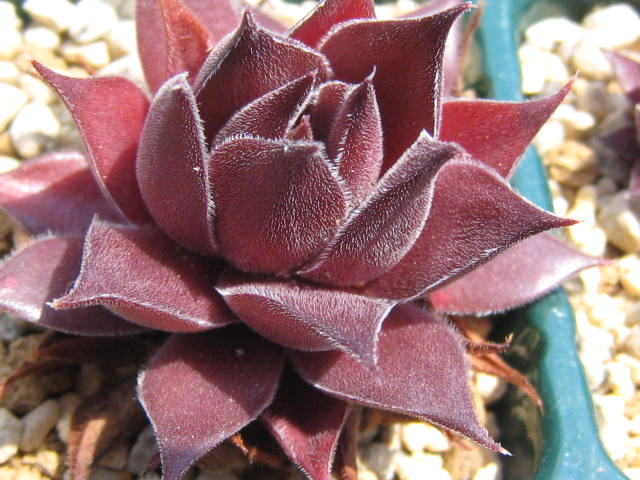 http://succulentsphoto.yu-yake.com/Semps/SempsA/AtroviolaceumPubescens.jpg