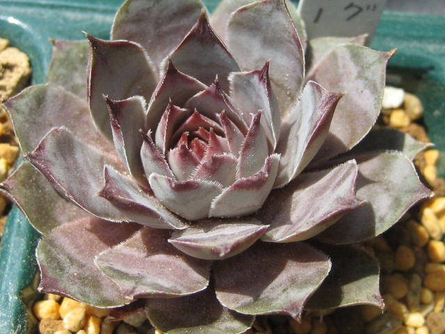 http://succulentsphoto.yu-yake.com/Semps/SempsB/BigBlue.jpg