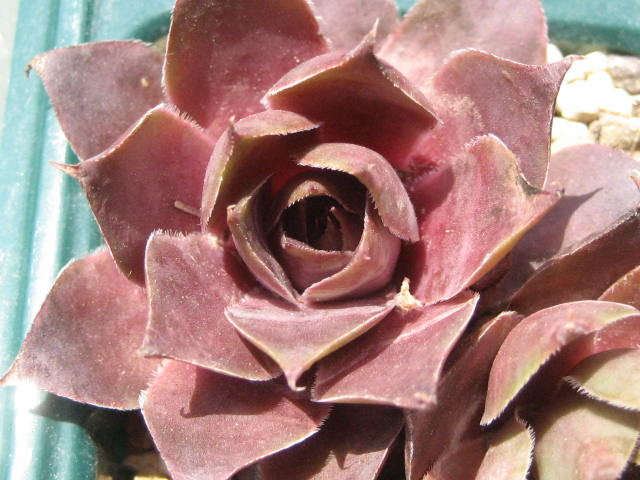http://succulentsphoto.yu-yake.com/Semps/SempsB/BowlesGiant.jpg
