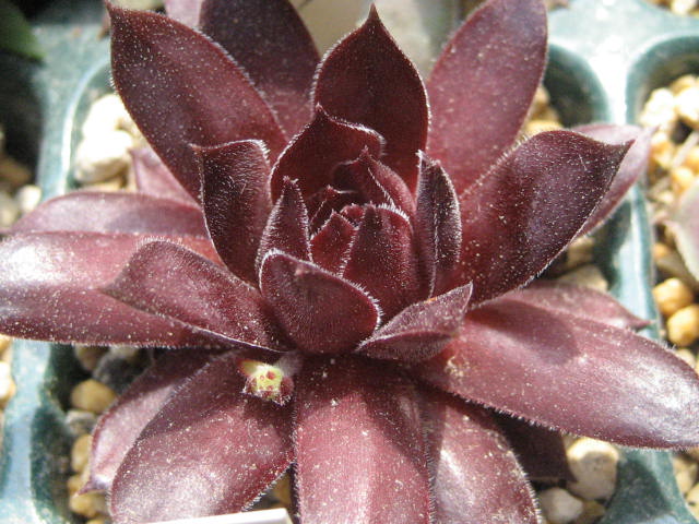 http://succulentsphoto.yu-yake.com/Semps/SempsB/Brock.jpg