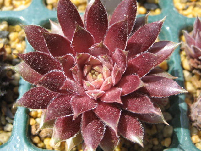 http://succulentsphoto.yu-yake.com/Semps/SempsC/Cervina.jpg
