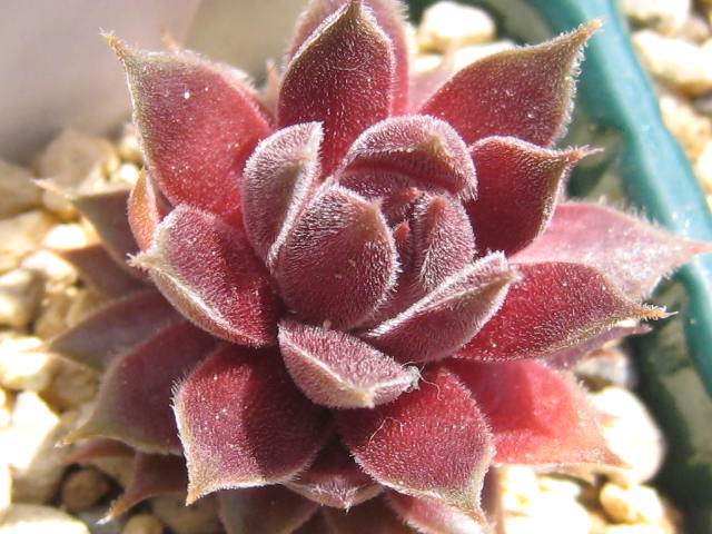 http://succulentsphoto.yu-yake.com/Semps/SempsC/Chandra.jpg