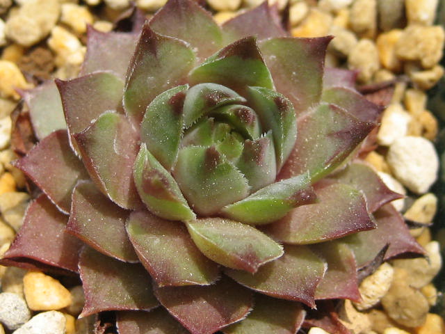 http://succulentsphoto.yu-yake.com/Semps/SempsC/Corniferum.jpg