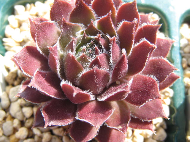 http://succulentsphoto.yu-yake.com/Semps/SempsC/CrimsonKing.jpg