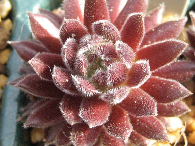 http://succulentsphoto.yu-yake.com/Semps/SempsC/CrimsonWebb.jpg