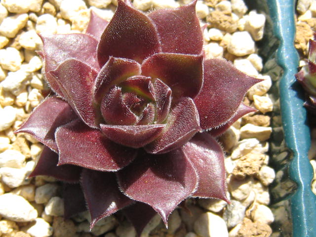 http://succulentsphoto.yu-yake.com/Semps/SempsC/Crimsonette.jpg